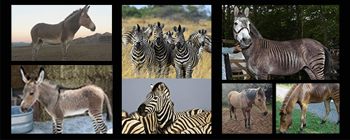 Photos of Zebras