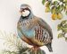 C Partridge Hand-painted
